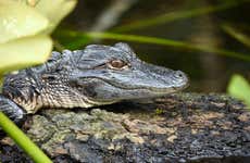 Excursion aux Everglades