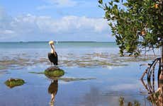 Excursion aux Everglades + Balade en bateau à travers les maisons de célébrités